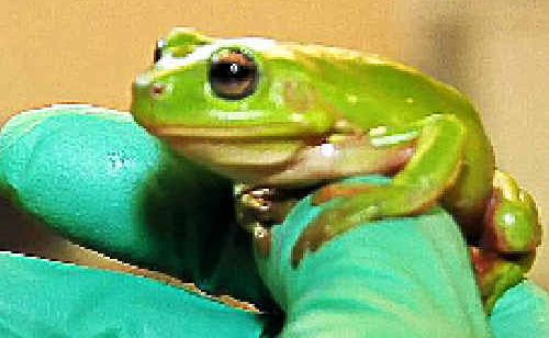 Kermit, the green tree frog, is on the road to recovery after being run over by a wheelie bin. Kermit, the green tree frog, is on the road to recovery after being run over by a wheelie bin.